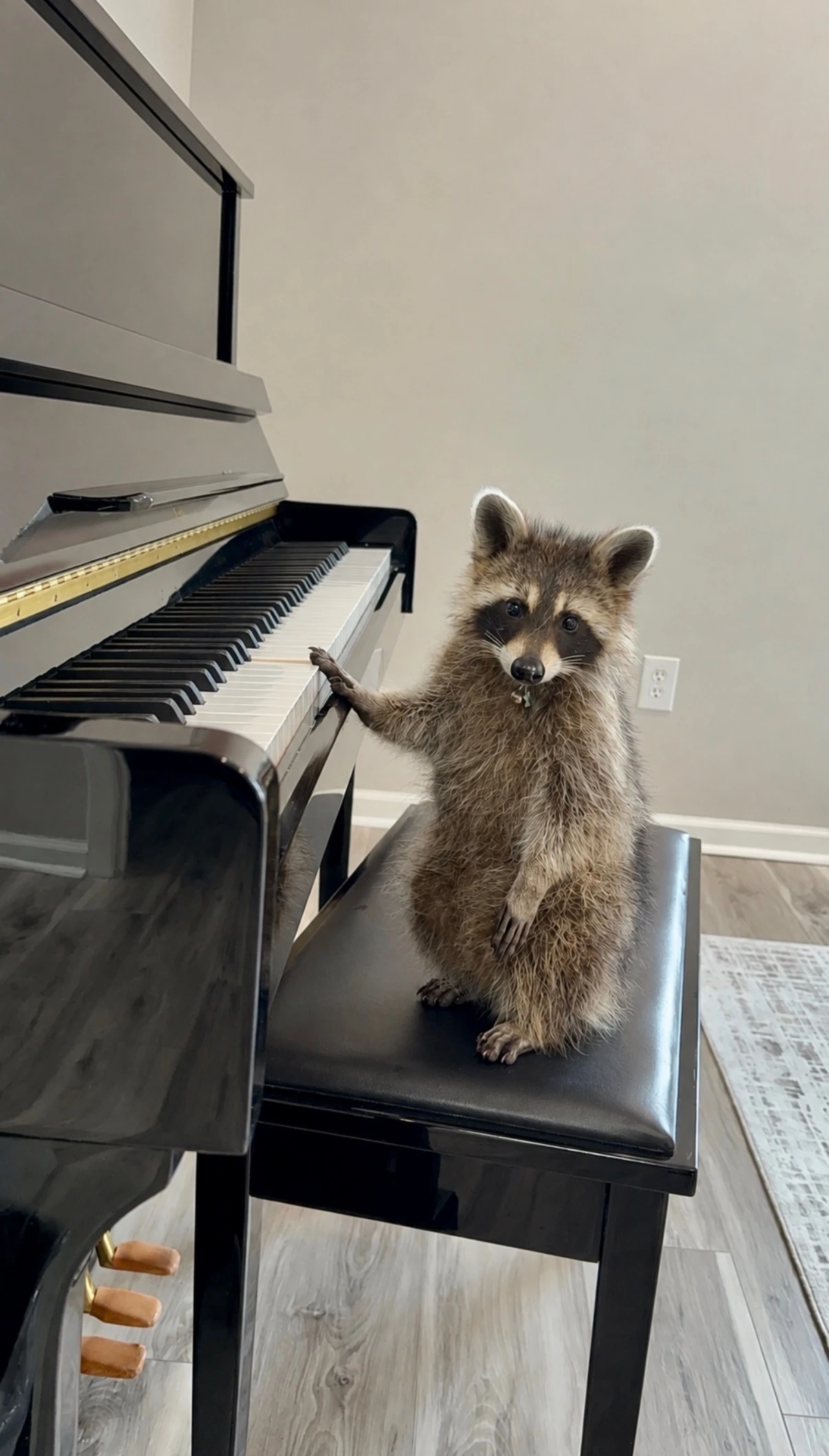 Blu the showroom raccoon at Valley & Stone Cabinet Co Seymour TN