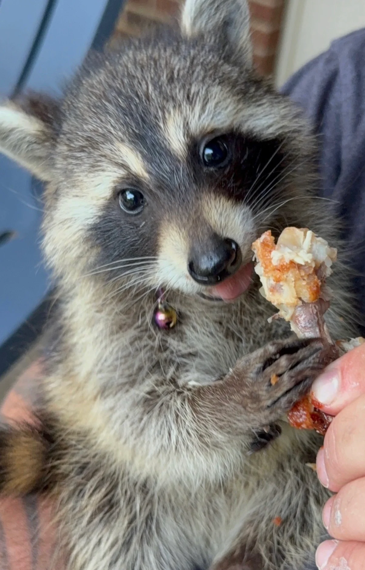 Blu the showroom raccoon at Valley & Stone Cabinet Co Seymour TN