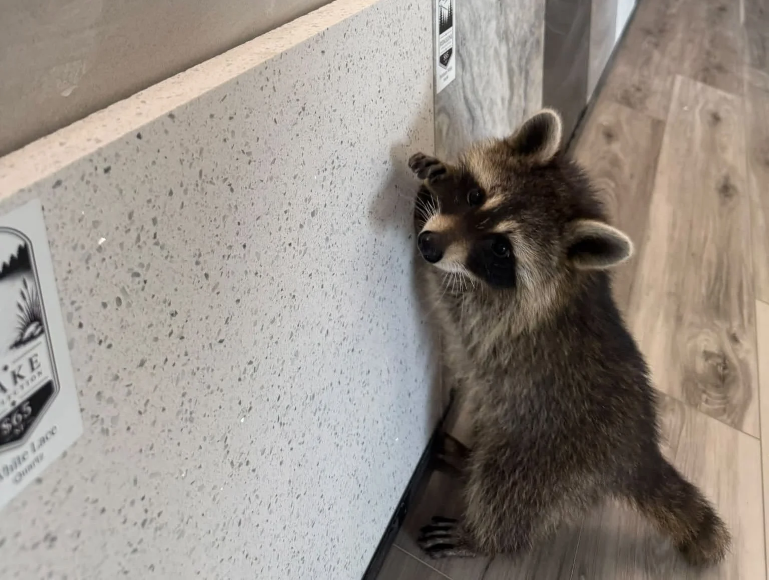 Blu the showroom raccoon at Valley & Stone Cabinet Co Seymour TN