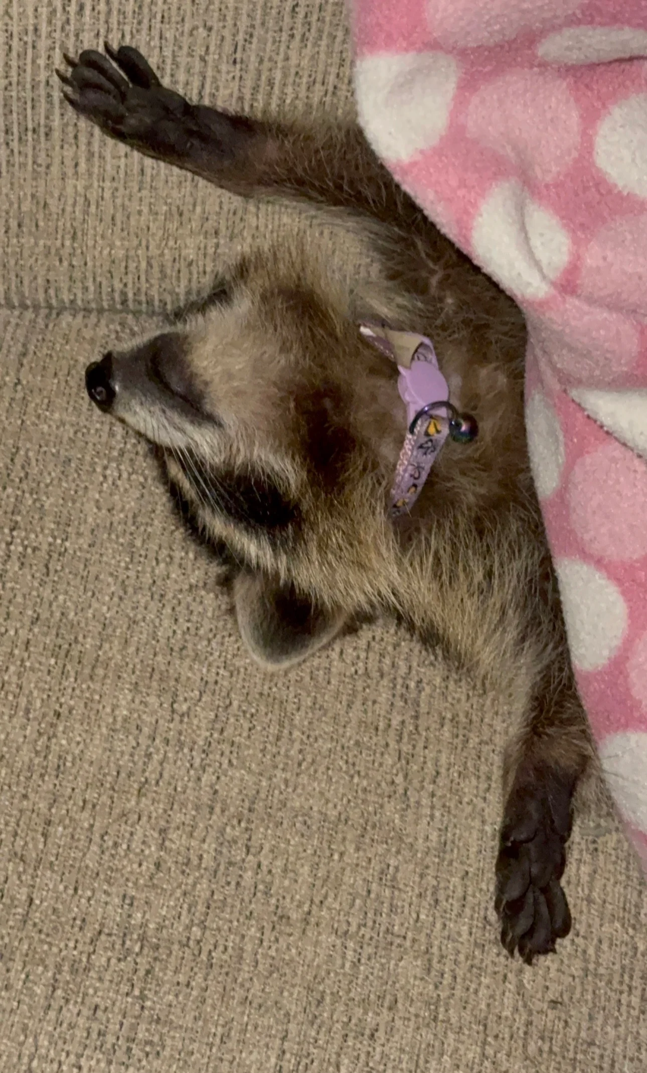 Blu the showroom raccoon at Valley & Stone Cabinet Co Seymour TN