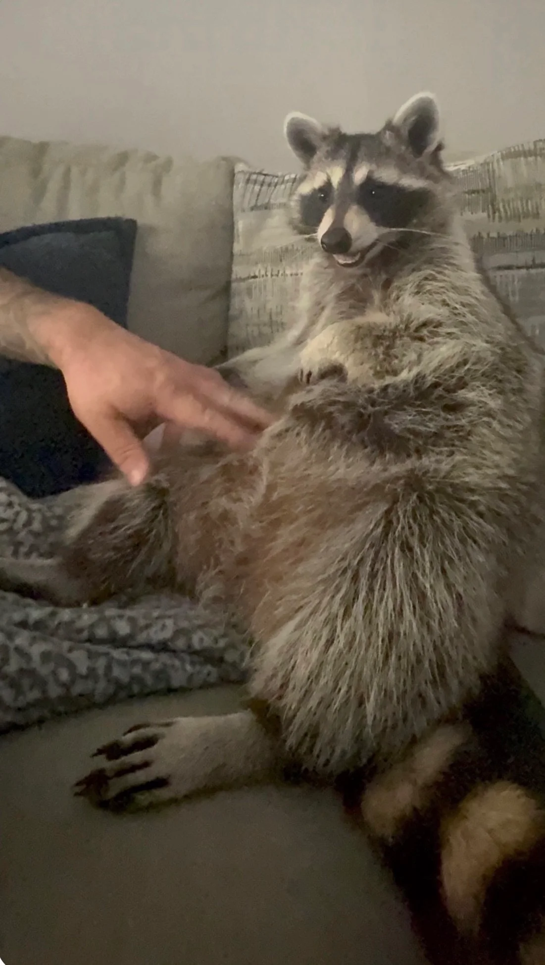 Blu the showroom raccoon at Valley & Stone Cabinet Co Seymour TN