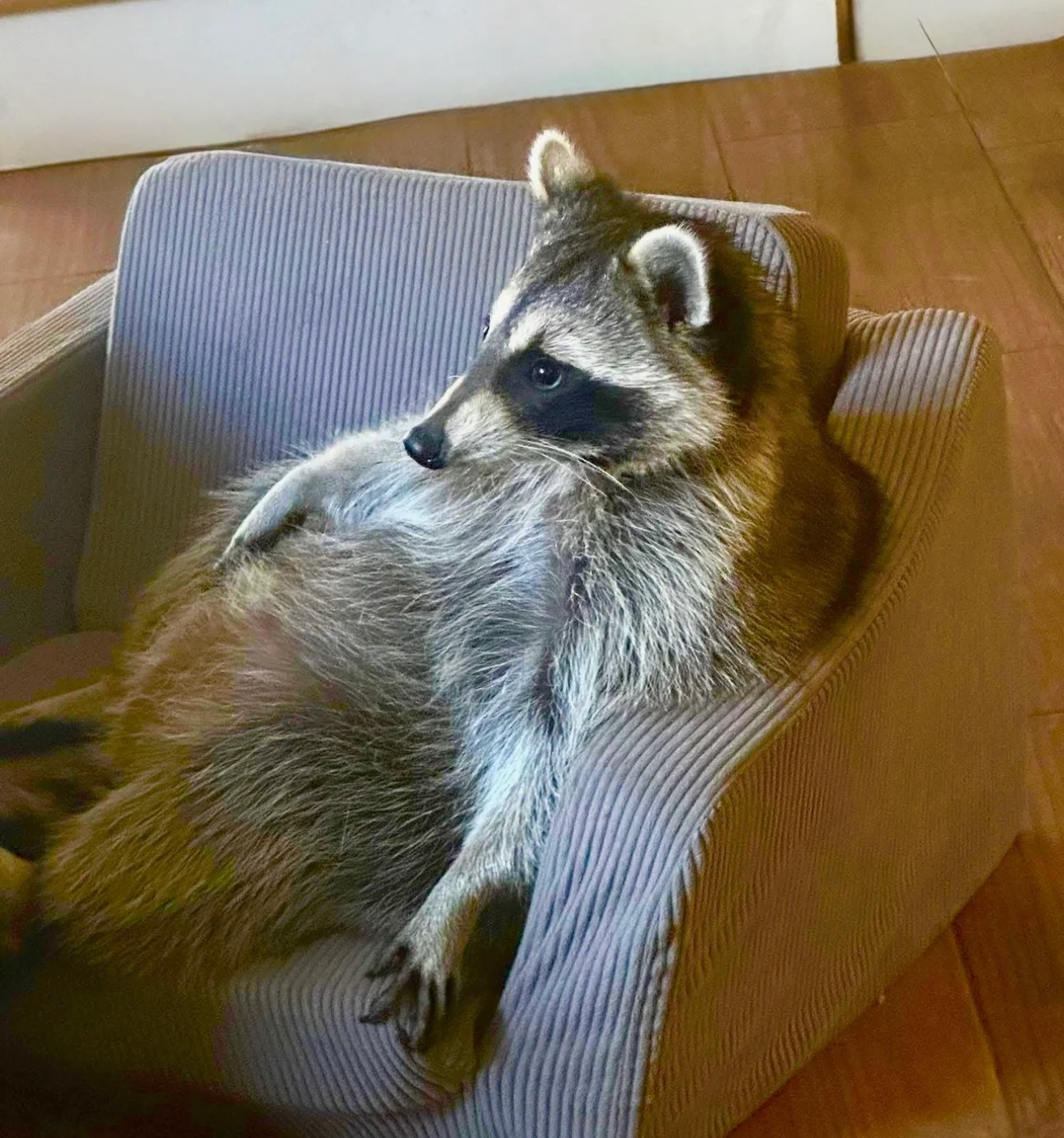 Blu the showroom raccoon at Valley & Stone Cabinet Co Seymour TN